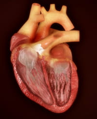 Normal heart.